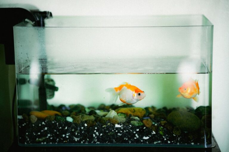 Akuarium Kecil Untuk Ikan Hiasan: Tips Penjagaan Mudah