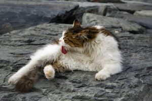 Bulu Kucing Gugur Banyak? Ini Cara Mengatasinya Dengan Berkesan