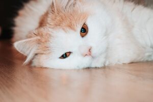 kucing rumah gemuk di rumah