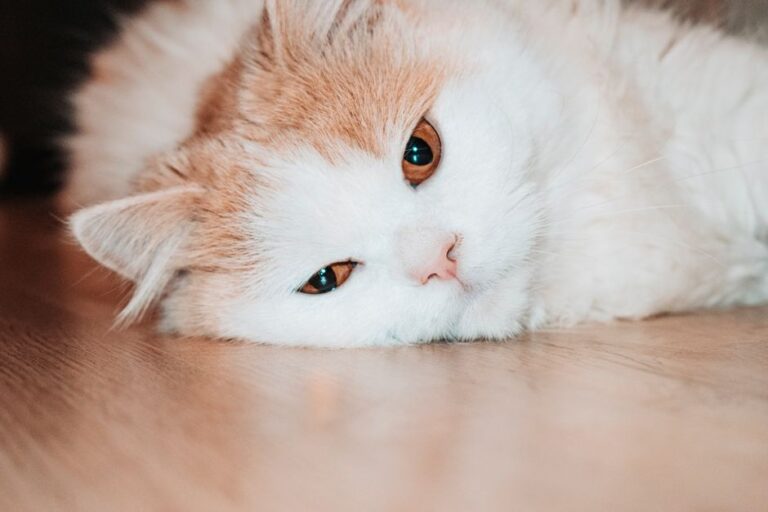 kucing rumah gemuk di rumah