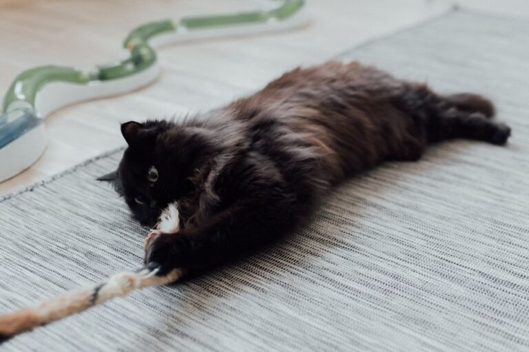 mainan kucing rosak di rumah