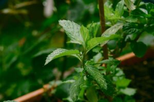 Panduan Lengkap Baja Pokok Pudina untuk Kebun Rumah yang Subur