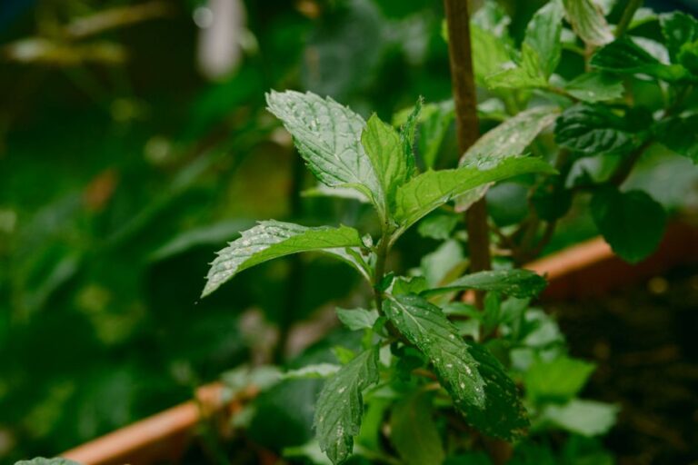 Panduan Lengkap Baja Pokok Pudina untuk Kebun Rumah yang Subur