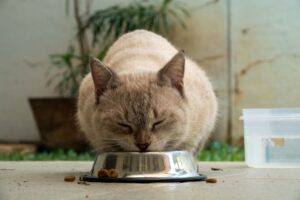 Pilih Makanan Kucing Yang Betul: Elak Kesilapan Biasa Dan Jaga Kesihatan Kucing Anda