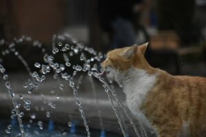 Air Minum Kucing: Cara Pilih yang Sesuai untuk Elak Penyakit Buah Pinggang