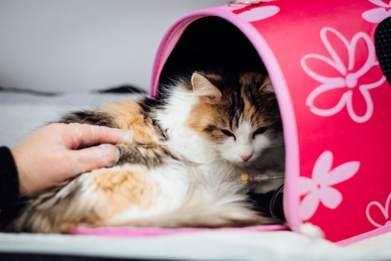 Cara Membersihkan Carrier Kucing dengan Betul: Elak Penyakit dan Bau Busuk
