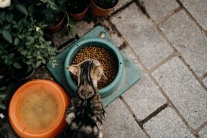 Cara Memilih Makanan Kucing yang Sesuai dan Berkhasiat