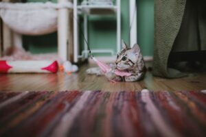 Cara Memilih Toys Kucing yang Berbaloi dan Tahan Lama