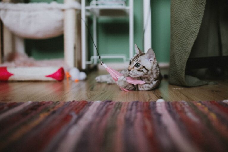 Cara Memilih Toys Kucing yang Berbaloi dan Tahan Lama