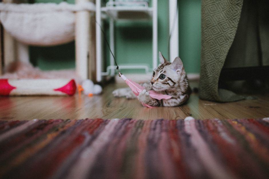 Cara Memilih Toys Kucing yang Berbaloi dan Tahan Lama