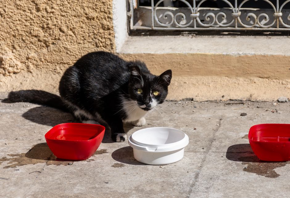 Cara Menggunakan Makanan Kucing dengan Selamat dan Berbaloi