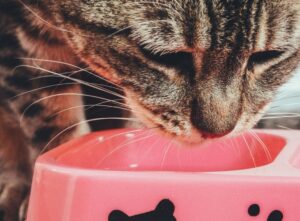 Cara Menggunakan Makanan Kucing untuk Pemula: Panduan Lengkap