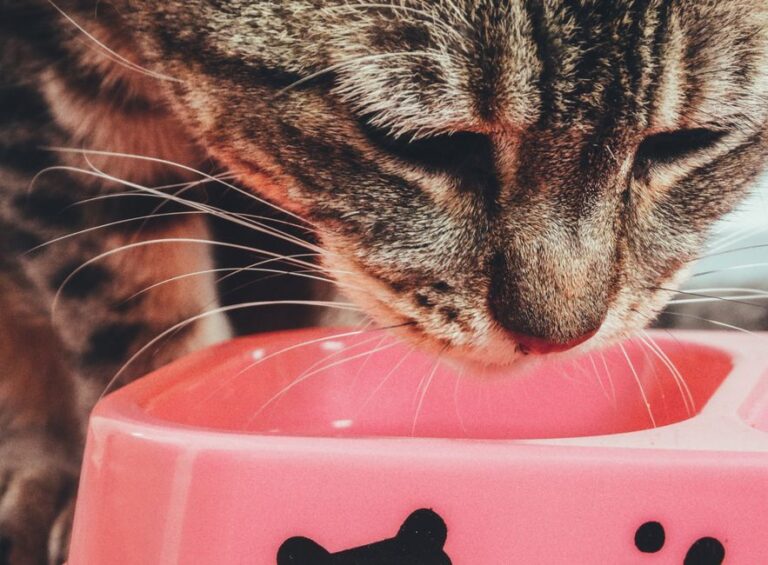 Cara Menggunakan Makanan Kucing untuk Pemula: Panduan Lengkap