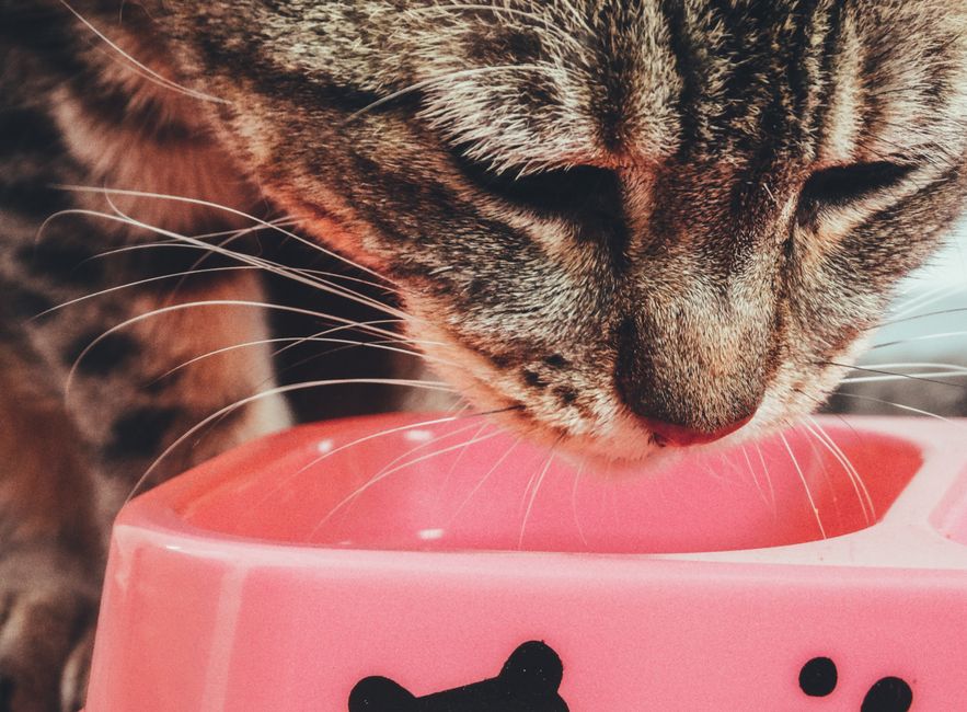 Cara Menggunakan Makanan Kucing untuk Pemula: Panduan Lengkap