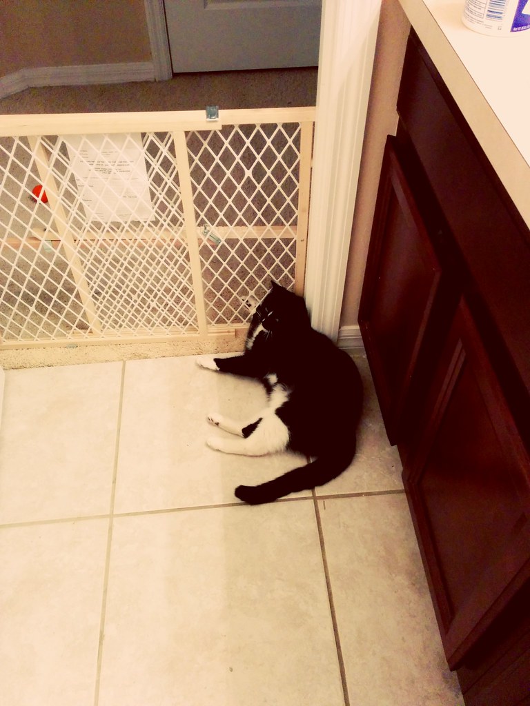 Cara Menggunakan Selamat Bekas Pasir Kucing di Rumah