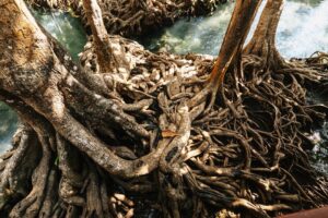 Cara Mudah Siram Pokok Limau agar Subur dan Berbuah Lebat