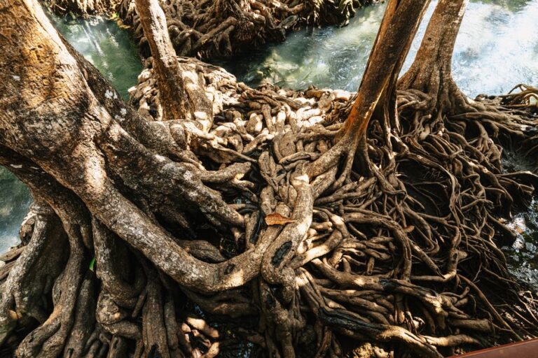 Cara Mudah Siram Pokok Limau agar Subur dan Berbuah Lebat