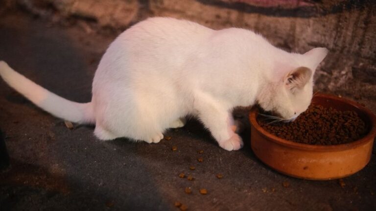 Jadual Penjagaan Makanan Kucing: Checklist Rutin Harian yang Efektif