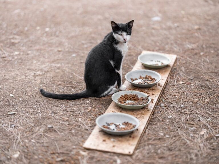Kebersihan Makanan Kucing: Punca Masalah dan Cara Atasi
