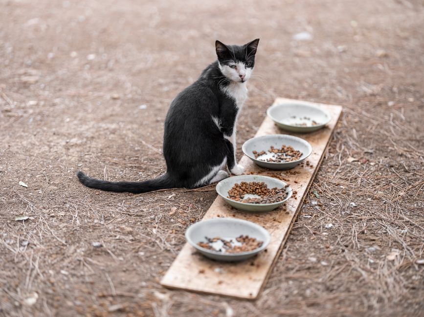 Kebersihan Makanan Kucing: Punca Masalah dan Cara Atasi