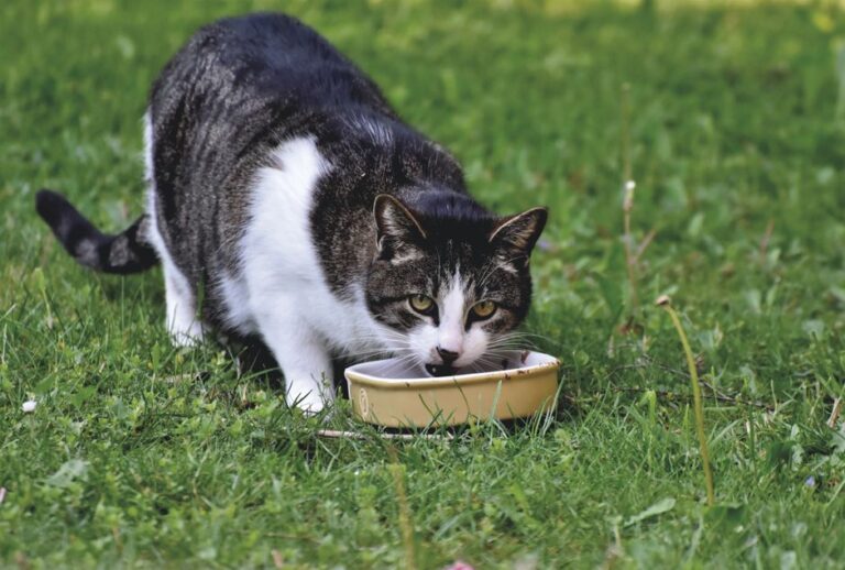 Keselesaan Haiwan ketika Menggunakan Makanan Kucing: Punca dan Cara Atasi
