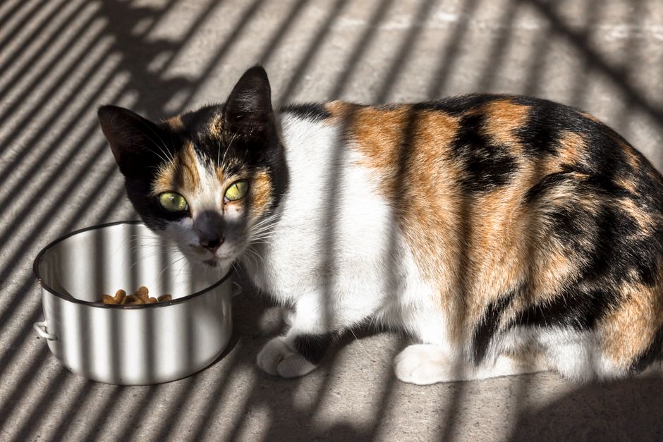 Kos Makanan Kucing: Cara Mengurus Bajet Tanpa Kompromi Kesihatan