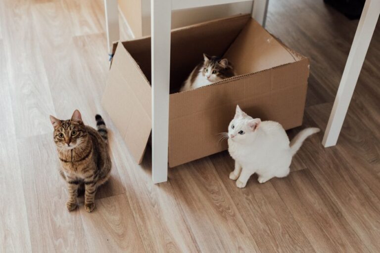 Kos Pasir Kucing di Malaysia: Panduan Memilih dan Menjimatkan