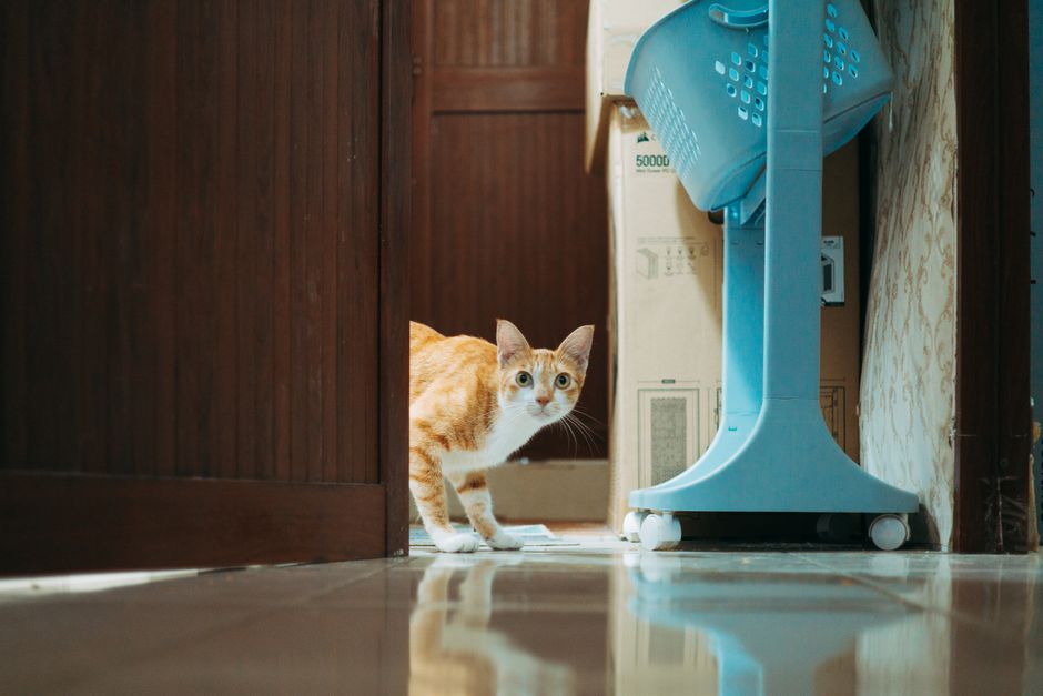 Memilih Bekas Pasir Kucing yang Berbaloi dan Tahan Lama