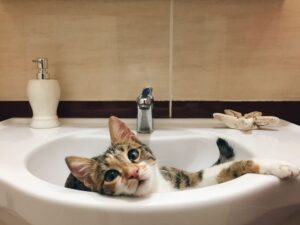 Memilih Botol Minum Kucing yang Berbaloi dan Tahan Lama