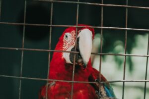 Memilih Sangkar Burung: Panduan Beza dan Mana Lebih Berbaloi