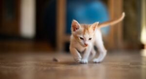 Panduan Lengkap Keselamatan Kucing Baru di Rumah Anda