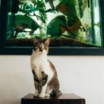 Panduan Lengkap Menjaga Suhu Akuarium Ikan Hiasan Anda