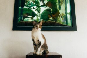 Panduan Lengkap Menjaga Suhu Akuarium Ikan Hiasan Anda