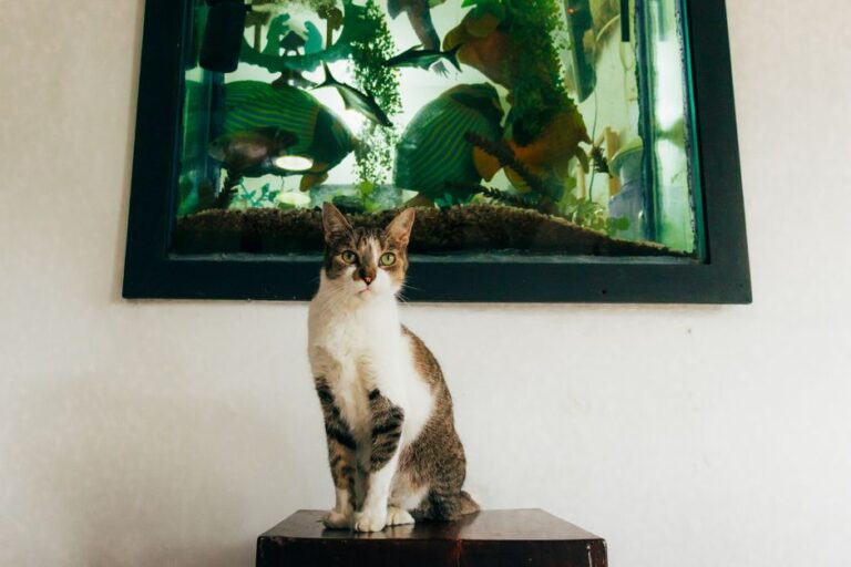 Panduan Lengkap Menjaga Suhu Akuarium Ikan Hiasan Anda