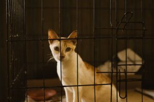 Panduan Lengkap Penjagaan Sangkar Kucing di Rumah