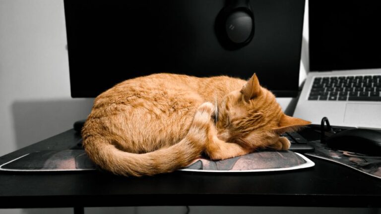 Panduan Lengkap: Persediaan dan Penyimpanan Kucing Baru di Rumah Anda