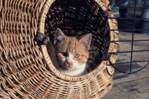 Panduan Membeli Carrier Kucing Bajet dan Tahan Lasak