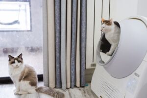 Panduan Memilih Pasir Kucing Terbaik di Malaysia