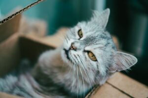 Panduan Penjagaan Bekas Pasir Kucing yang Betul untuk Kebersihan Rumah