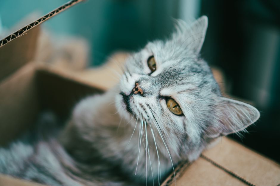 Panduan Penjagaan Bekas Pasir Kucing yang Betul untuk Kebersihan Rumah