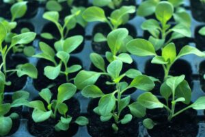 Panduan Penjagaan Daun Benih Sayur agar Tumbuh Sihat