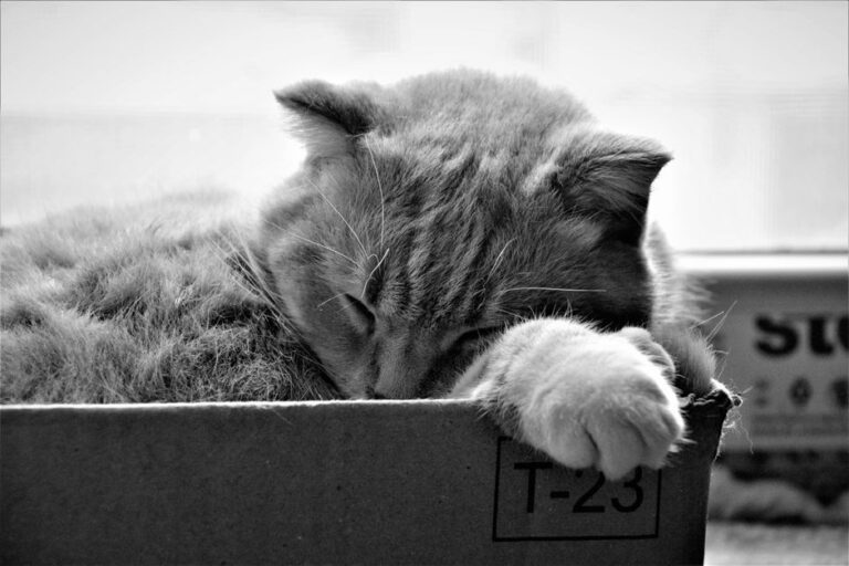 Pemeriksaan Bekas Pasir Kucing: Punca Masalah dan Cara Atasi