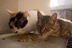 Penjagaan Makanan Kucing: Punca Masalah dan Cara Atasi