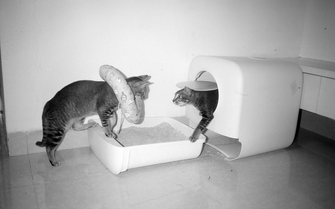 Penyimpanan Bekas Pasir Kucing: Strategi Bijak untuk Ruang Terhad