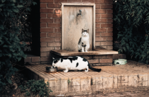 Punca Air Minum Kucing Cepat Kotor dan Cara Atasi Masalah Ini