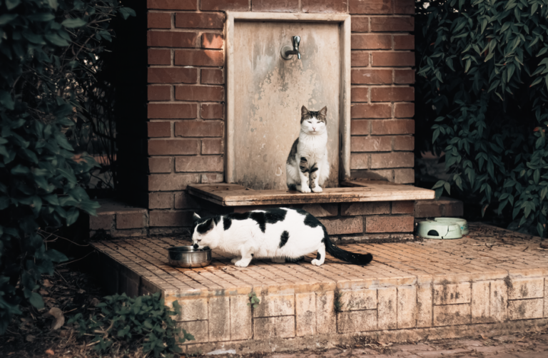 Punca Air Minum Kucing Cepat Kotor dan Cara Atasi Masalah Ini