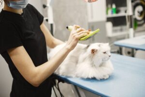 Sikat Bulu Kucing: Cara Pilih yang Sesuai dan Berbaloi