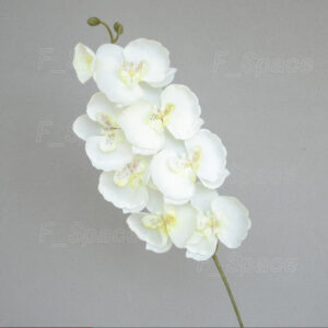Tips Hiasan Rumah dengan 8 Heads Butterfly Orchid Bouquet