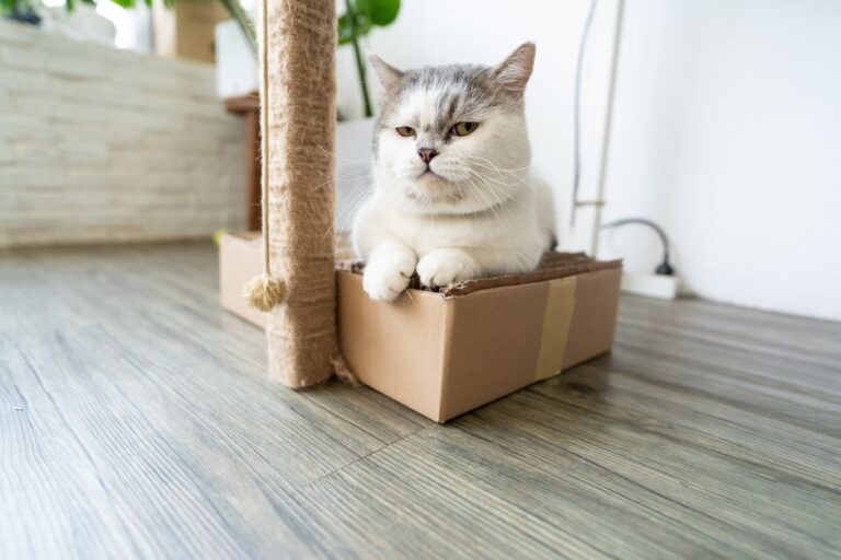 Tips Mengelakkan Bau Busuk pada Bekas Pasir Kucing Anda