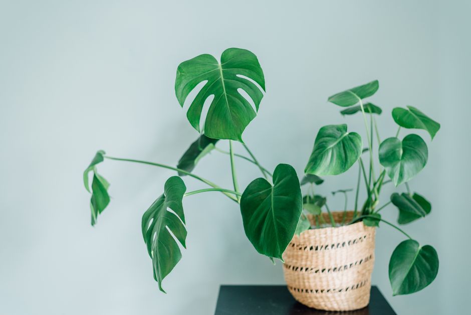 Tips Mudah Menjaga Monstera di Rumah